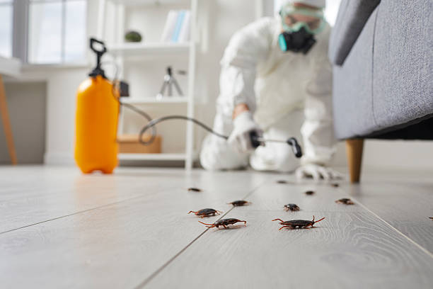 Commercial Rodent Management in Colon